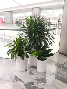 专业北仑花卉租摆，为您的空间添一抹自然清新色彩